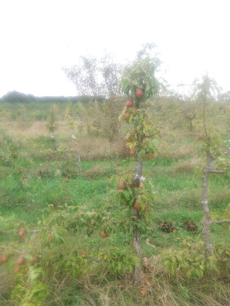 Poirier - Louise Bonne - Cordon 1/2 2 Etages - Force 4 - Autre