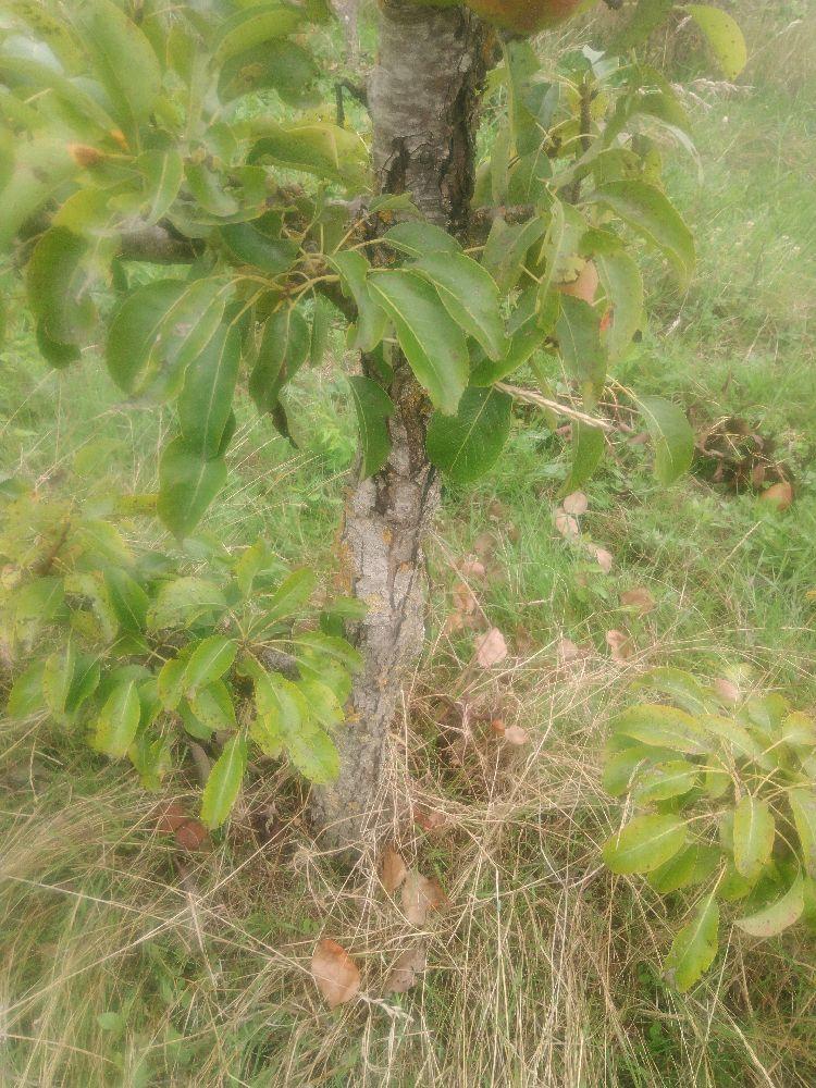 Poirier - Louise Bonne - Cordon 1/2 2 Etages - Force 4 - Autre