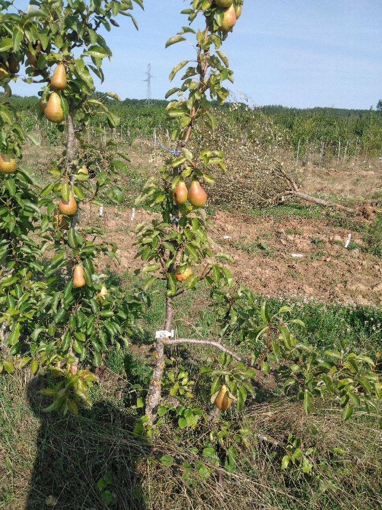 Poirier - Triomphe de Vienne - Cordon 1/2 2 Etages - Force 2 - Autre