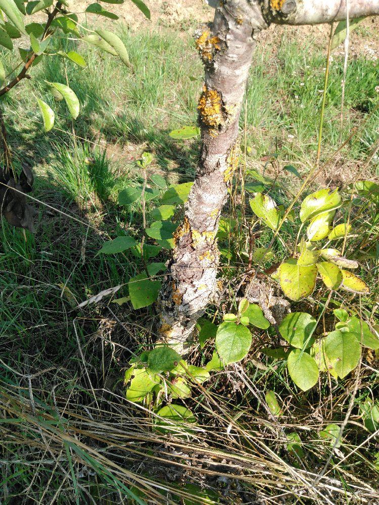 Poirier - Triomphe de Vienne - Cordon 1/2 2 Etages - Force 2 - Autre