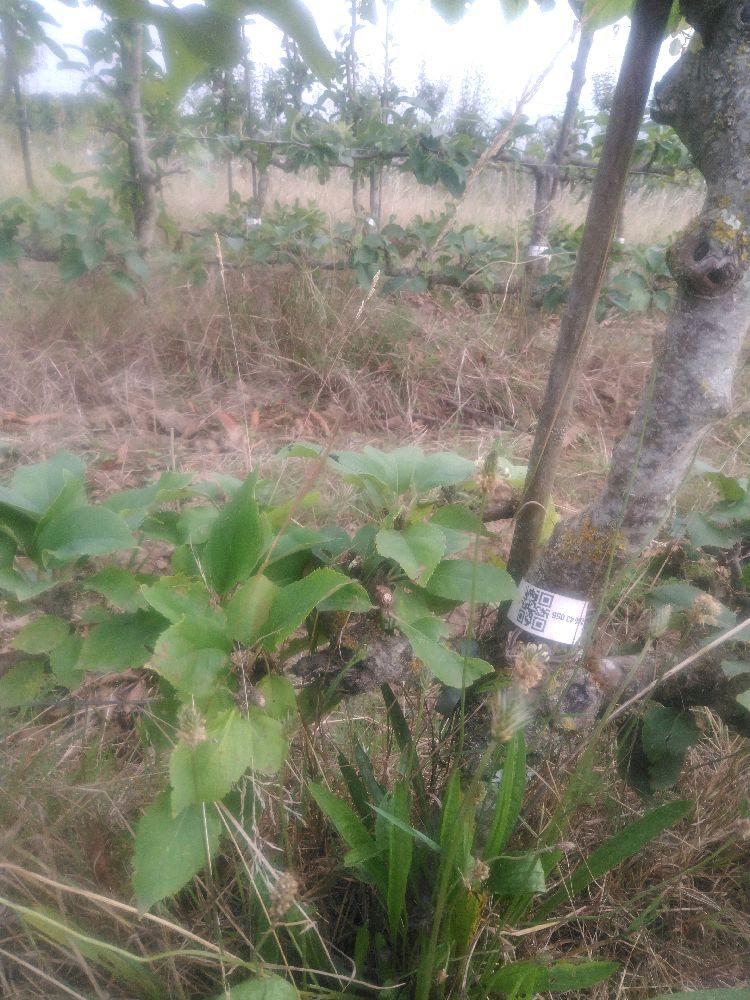 Pommier - Reine des Reinettes - Cordon 1/2 2 Etages - Force 1 - Autre