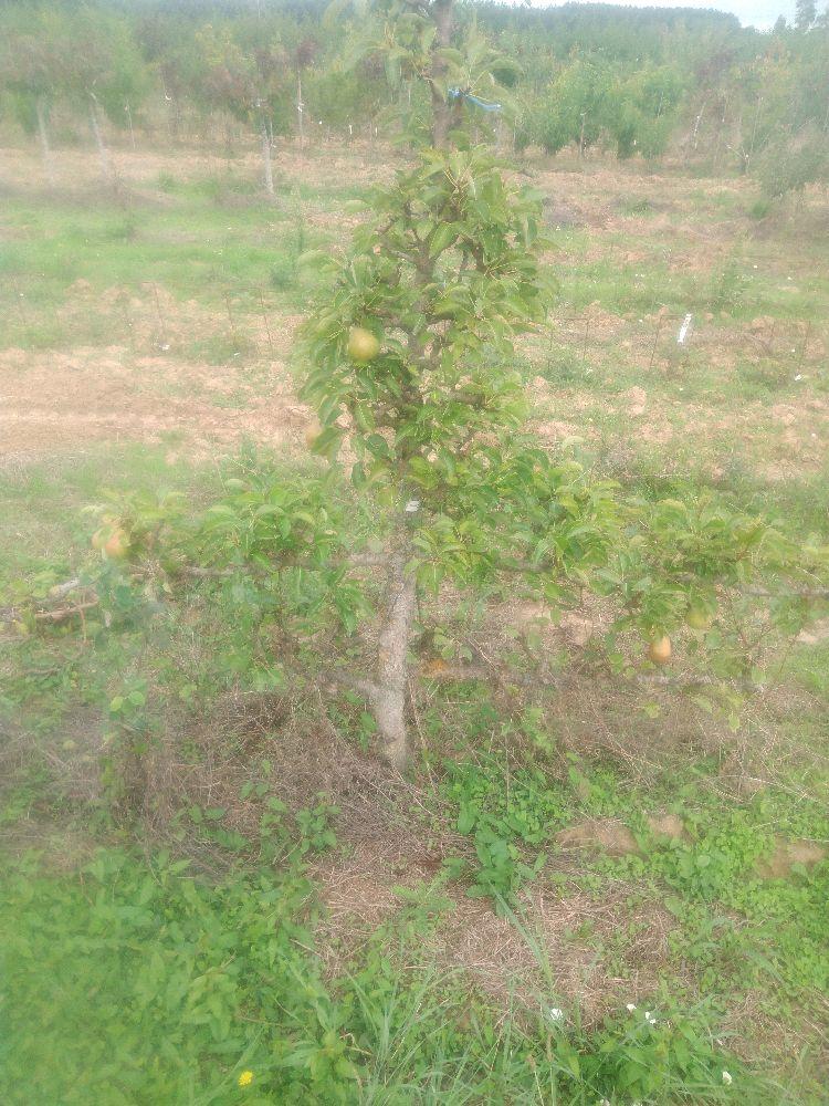 Poirier - William's - Cordon 1/2 2 Etages - Force 4 - Autre