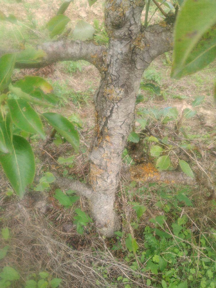 Poirier - William's - Cordon 1/2 2 Etages - Force 4 - Autre