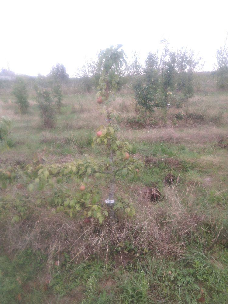 Poirier - Beurré Dumont - Cordon 1/2 2 Etages - Force 3 - Autre