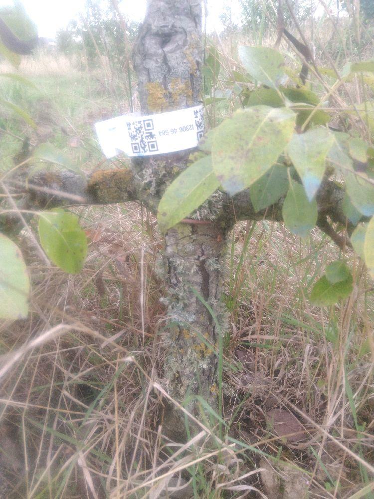 Poirier - Beurré Dumont - Cordon 1/2 2 Etages - Force 3 - Autre