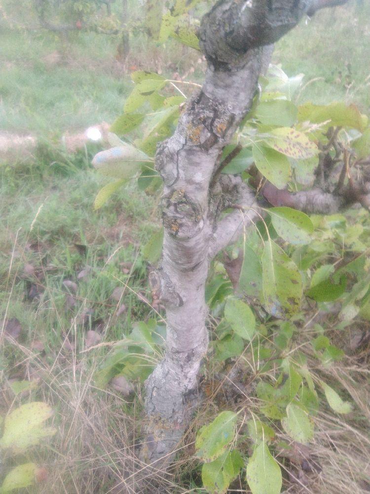 Poirier - Beurré Diel - Cordon 1/2 2 Etages - Force 2 - Autre