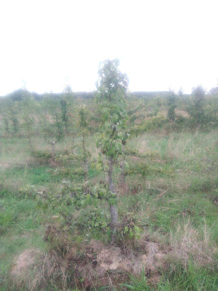 Poirier - Conférence - Cordon 1/2 2 Etages - Force 2 - Autre