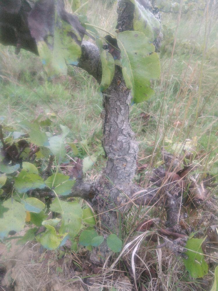 Poirier - Conférence - Cordon 1/2 2 Etages - Force 2 - Autre