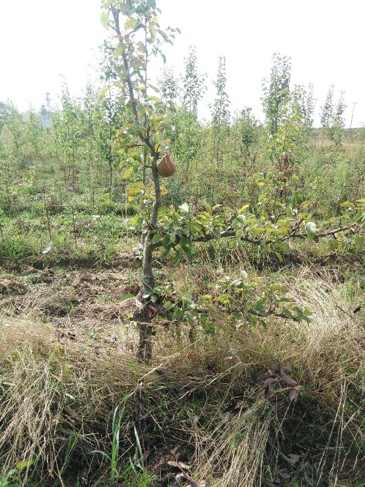 Poirier - Beurré Durondeau - Cordon 1/2 2 Etages - Force 2 - Autre