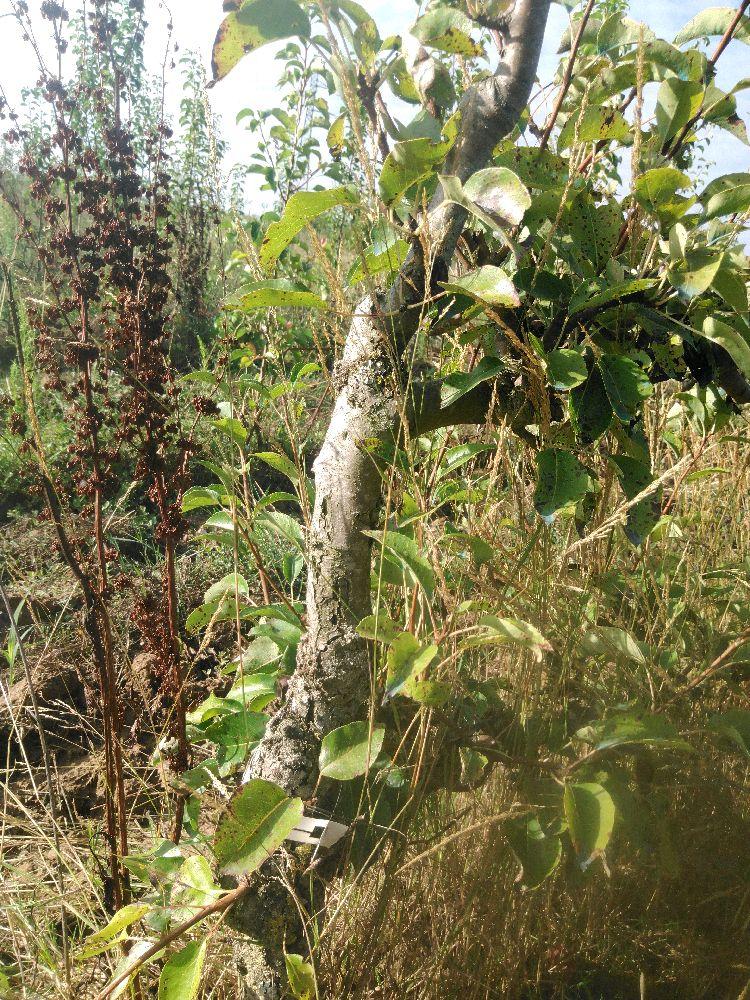 Poirier - Beurré Durondeau - Cordon 1/2 2 Etages - Force 2 - Autre