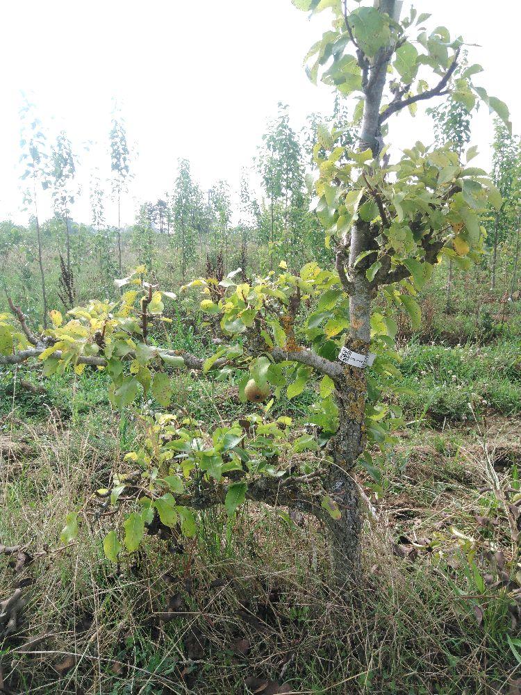 Poirier - Bergamote Crassane - Cordon 1/2 2 Etages - Force 3 - Autre