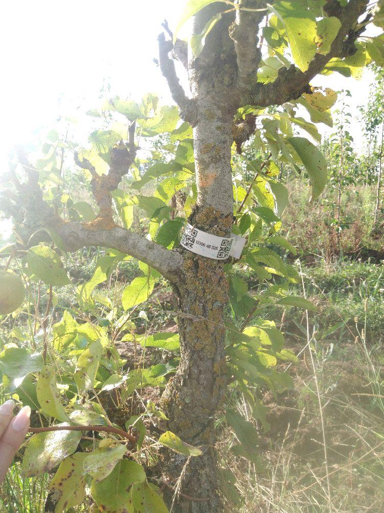 Poirier - Bergamote Crassane - Cordon 1/2 2 Etages - Force 3 - Autre