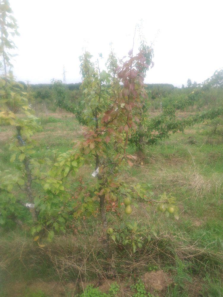 Poirier - Beurré Lebrun - Cordon 1/2 2 Etages - Force 2 - Autre