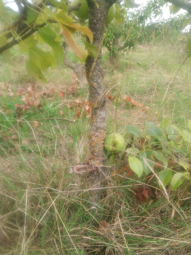 Poirier - Beurré Lebrun - Cordon 1/2 2 Etages - Force 2 - Autre