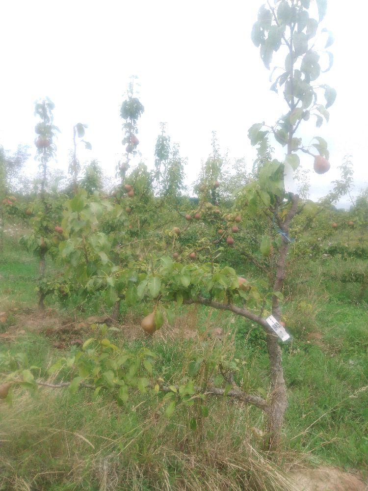 Poirier - Beurré Superfin - Cordon 1/2 2 Etages - Force 2 - Autre