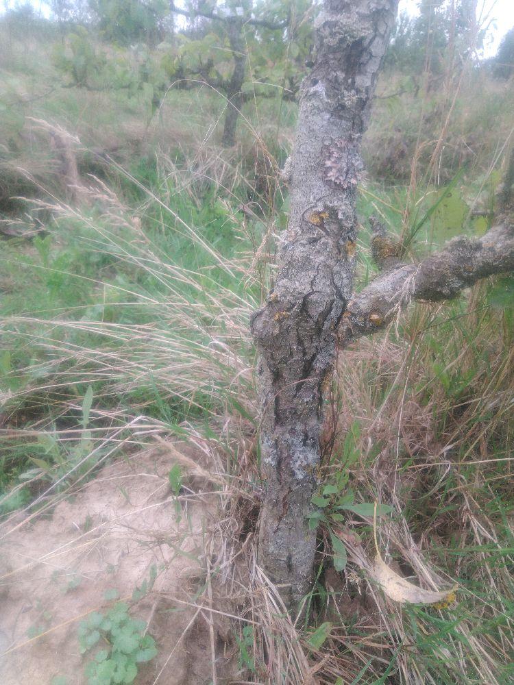 Poirier - Beurré Superfin - Cordon 1/2 2 Etages - Force 2 - Autre