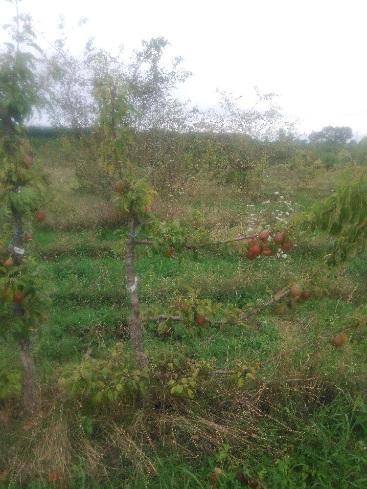 Poirier - Louise Bonne - Cordon 1/2 3 Etages - Force 3 - Autre