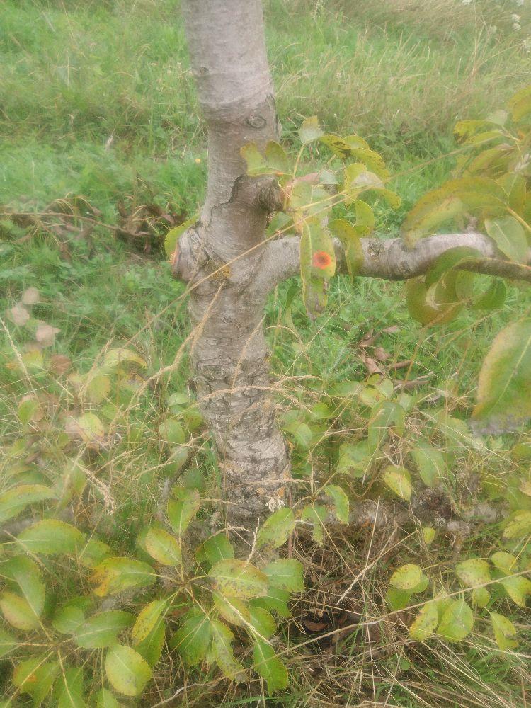 Poirier - Louise Bonne - Cordon 1/2 3 Etages - Force 3 - Autre