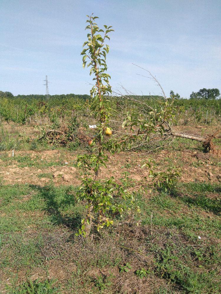 Poirier - William's - Cordon 1/2 3 Etages - Force 3 -