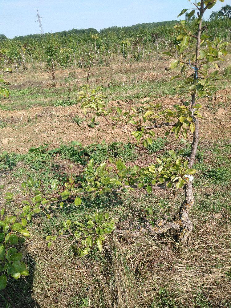 Poirier - Williams Duchesse - Cordon 1/2 3 Etages - Force 2 - Autre