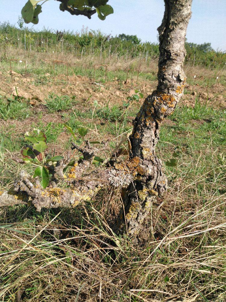 Poirier - Williams Duchesse - Cordon 1/2 3 Etages - Force 2 - Autre