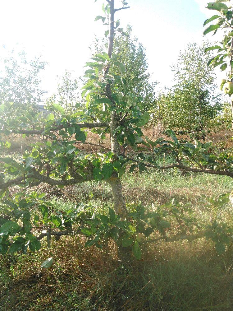 Pommier - Rambour d'Été - Cordon 1/2 3 Etages - Force 4 - Autre