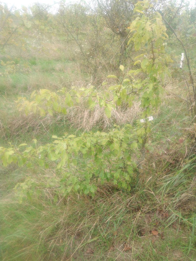 Poirier - Olivier de Serres - Cordon 1/2 3 Etages - Force 2 - Autre