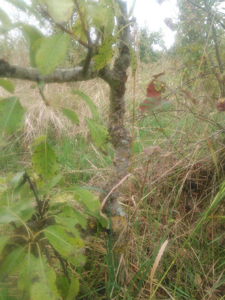 Poirier - Olivier de Serres - Cordon 1/2 3 Etages - Force 2 - Autre