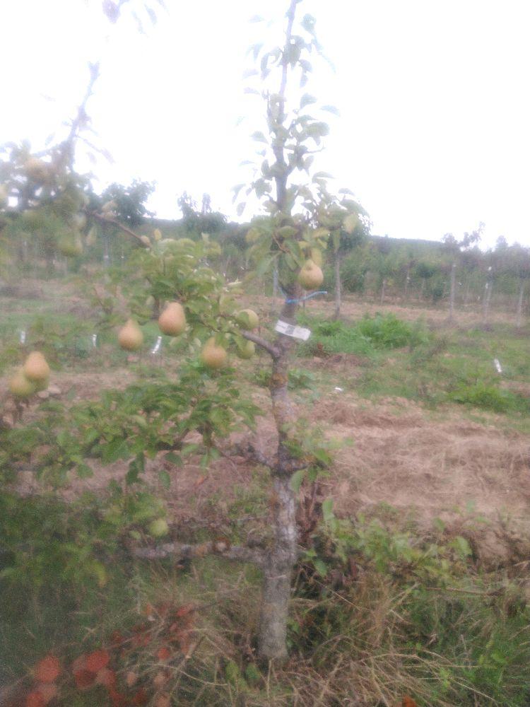 Poirier - William's - Cordon 1/2 3 Etages - Force 3 - Autre