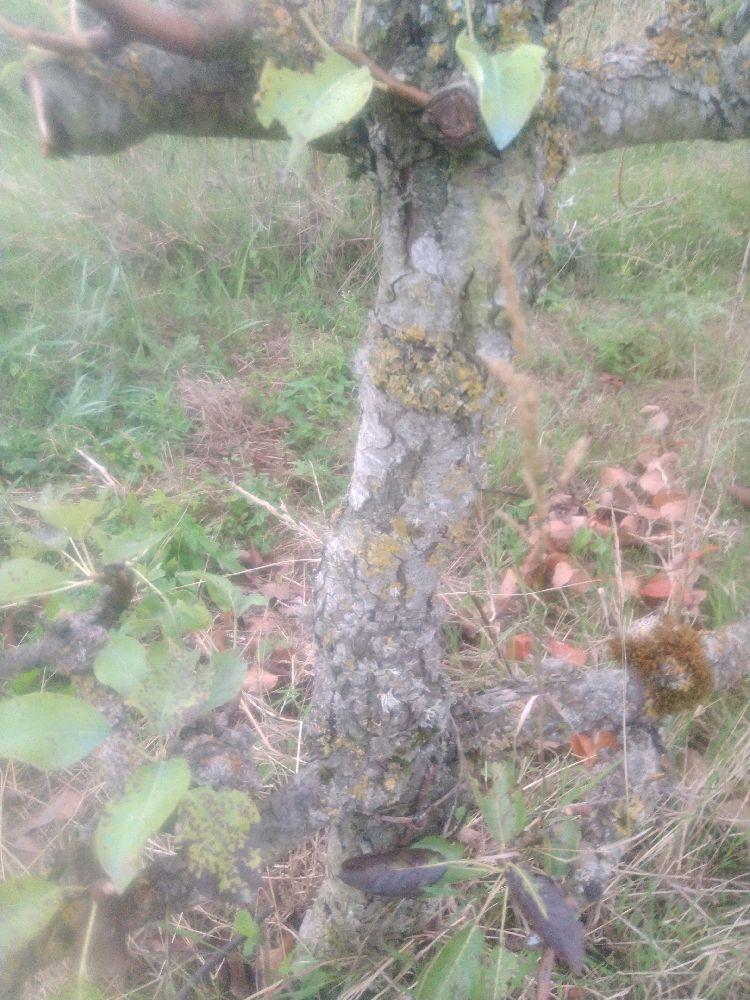 Poirier - William's - Cordon 1/2 3 Etages - Force 3 - Autre