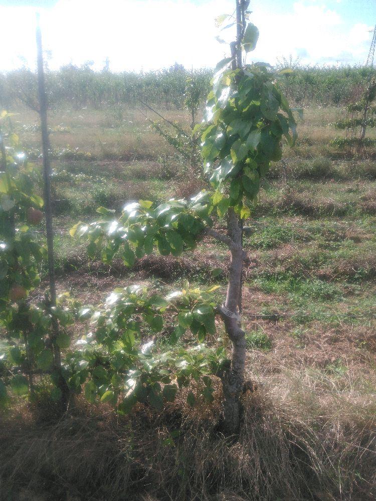 Poirier - Sucrée de Montluçon - Cordon 1/2 3 Etages - Force 3 - Autre