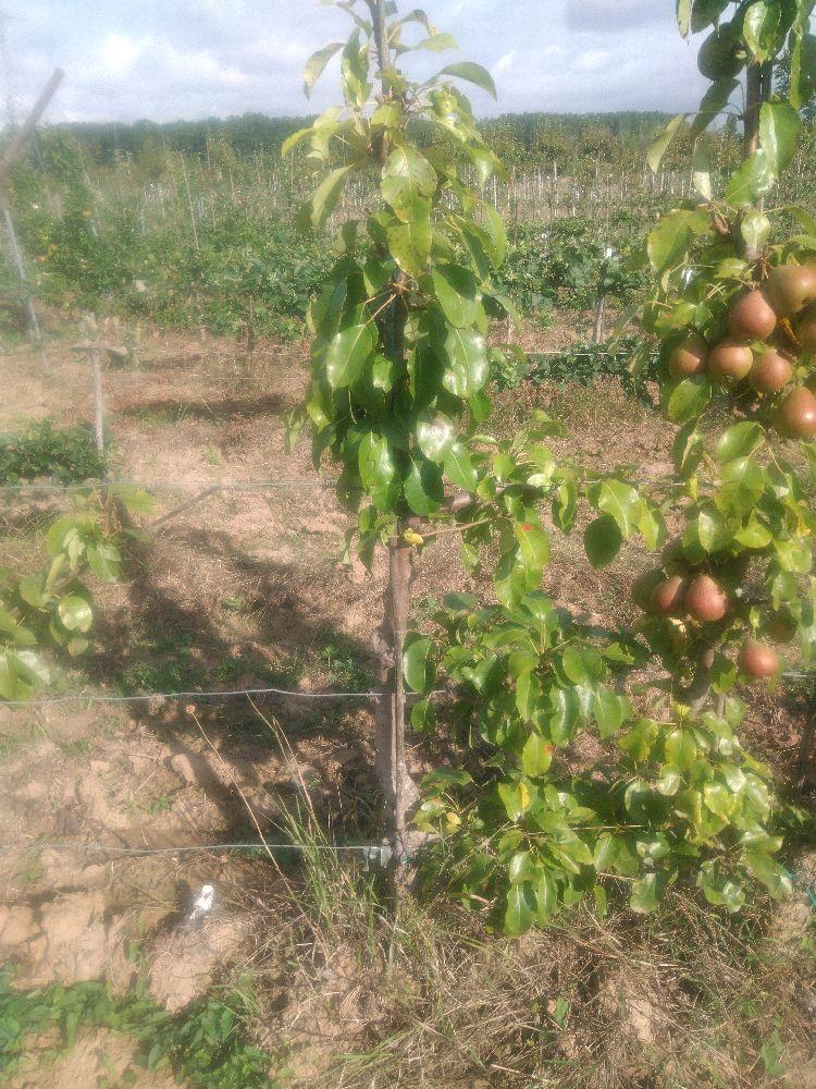 Poirier - Sucrée de Montluçon - Cordon 1/2 3 Etages - Force 3 - Autre