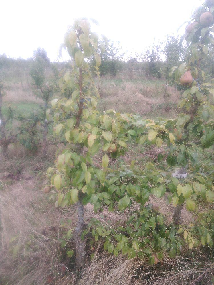 Poirier - Beurré Dumont - Cordon 1/2 3 Etages - Force 2 - Autre