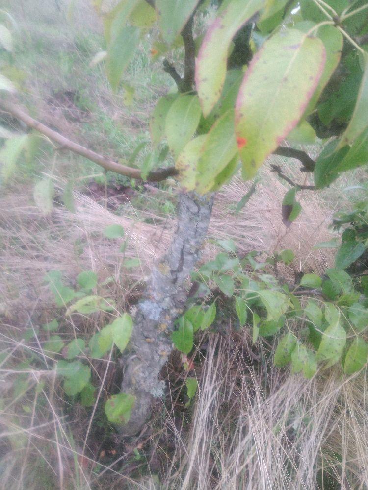 Poirier - Beurré Dumont - Cordon 1/2 3 Etages - Force 2 - Autre