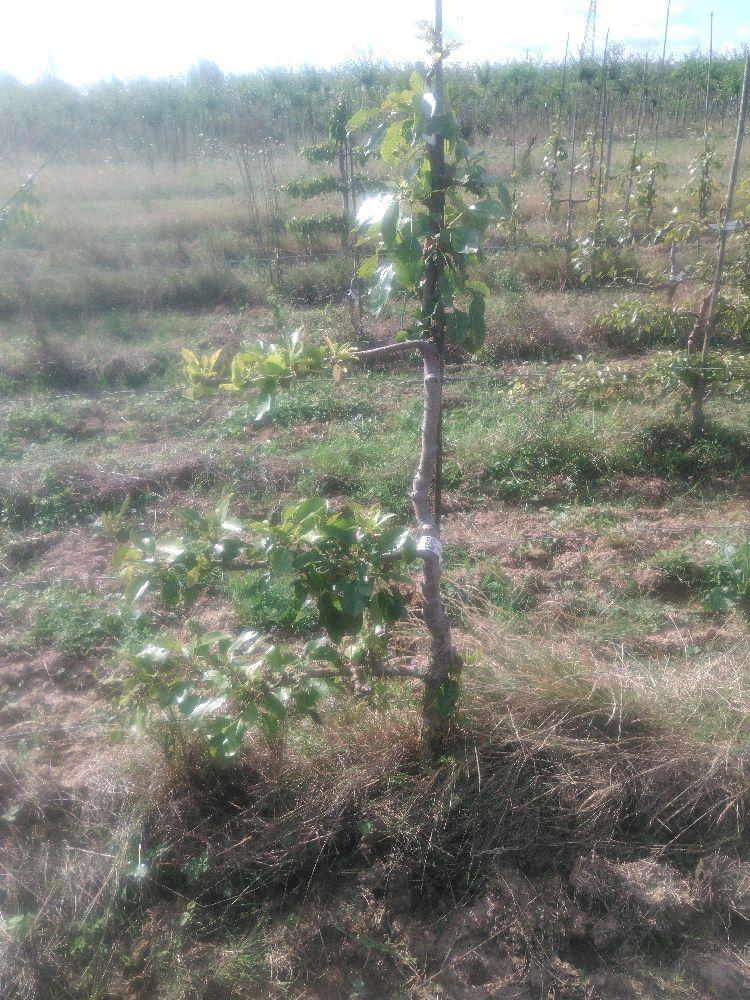 Poirier - Triomphe de Jodoigne - Cordon 1/2 3 Etages - Force 2 - Autre