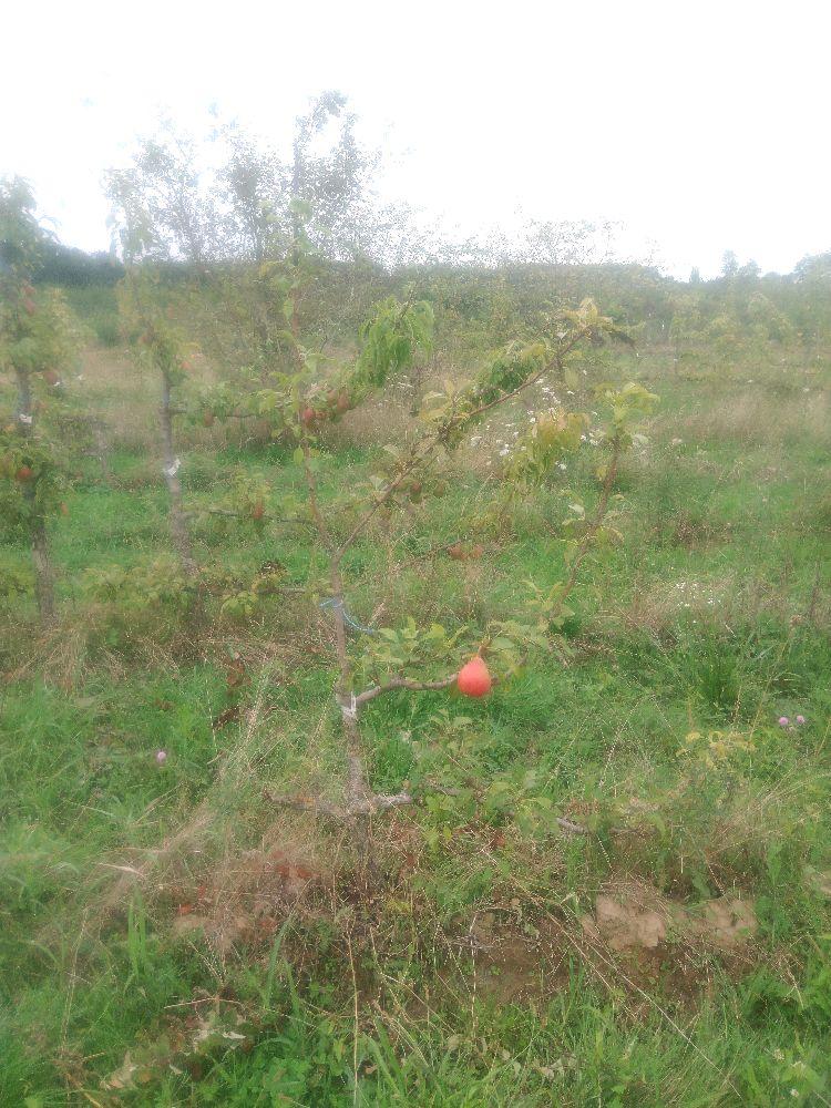 Poirier - Eva Baltet - Cordon 1/2 3 Etages - Force 1 - Autre