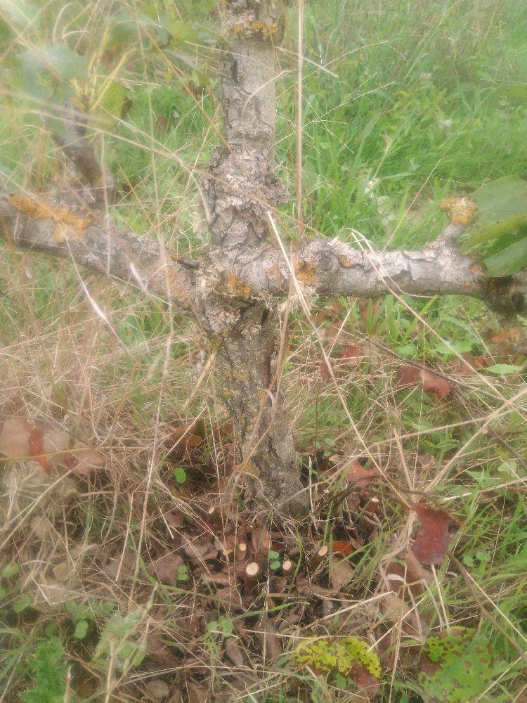 Poirier - Eva Baltet - Cordon 1/2 3 Etages - Force 1 - Autre