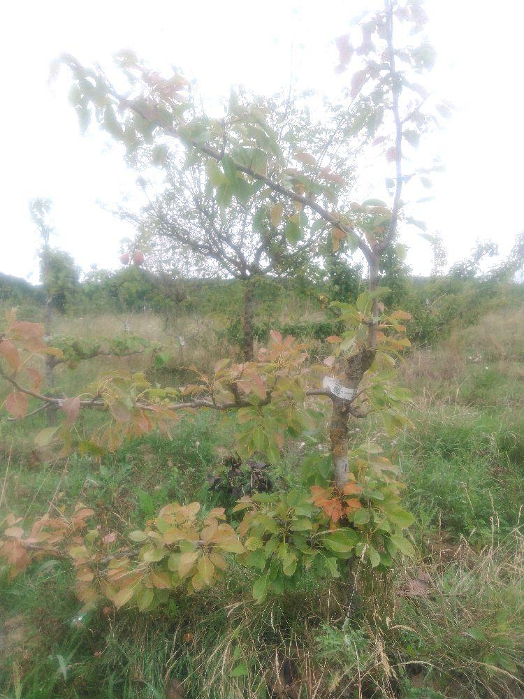 Poirier - Conseiller à la Cour - Cordon 1/2 3 Etages - Force 2 - Autre