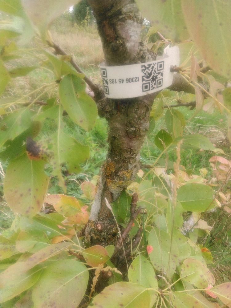 Poirier - Conseiller à la Cour - Cordon 1/2 3 Etages - Force 2 - Autre