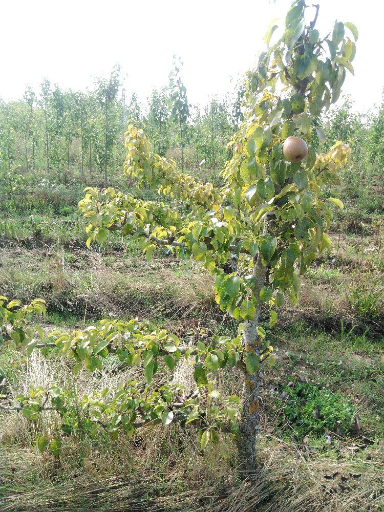 Poirier - Doyenné du Comice - Cordon 1/2 3 Etages - Force 3 - Autre