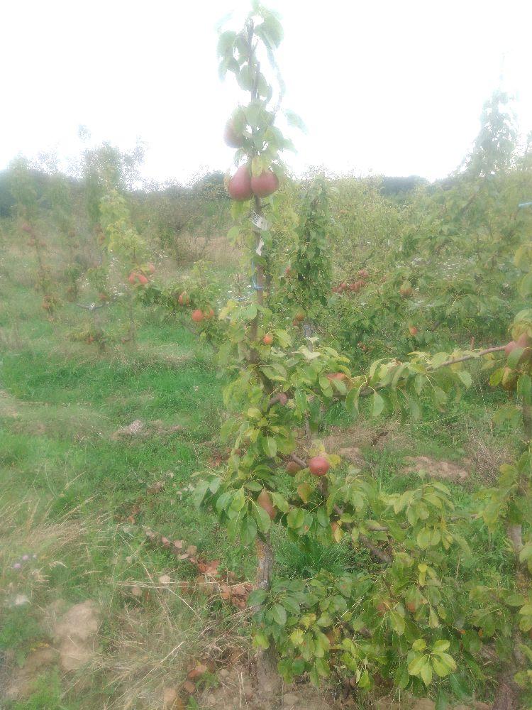 Poirier - Directeur Hardy - Cordon 1/2 3 Etages - Force 2 - Autre