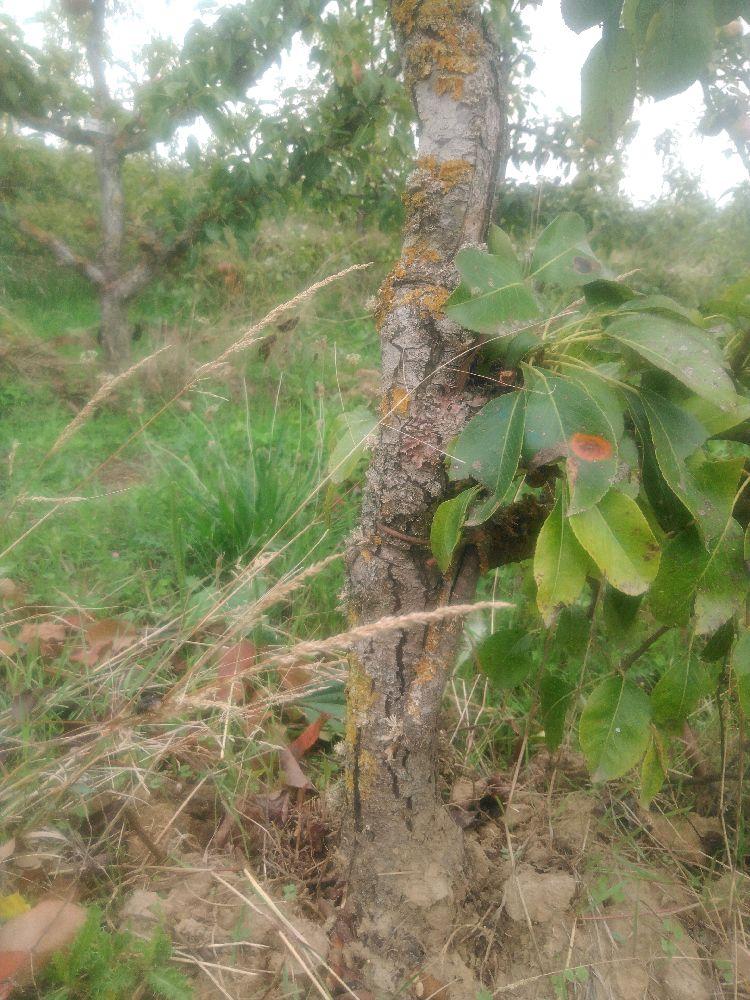 Poirier - Directeur Hardy - Cordon 1/2 3 Etages - Force 2 - Autre