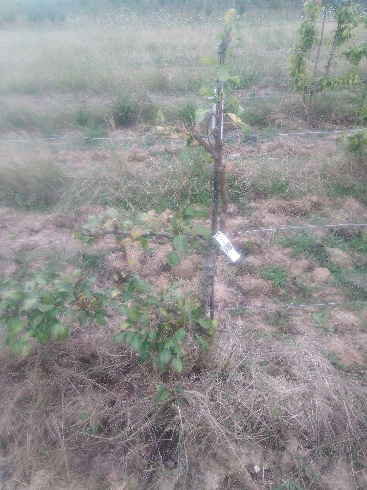 Poirier - Général Leclerc - Cordon 1/2 3 Etages - Force 2 - Autre