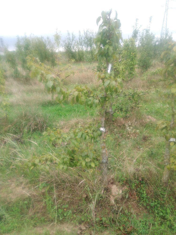 Poirier - Doyenné du Comice - Cordon 1/2 3 Etages - Force 2 - Autre