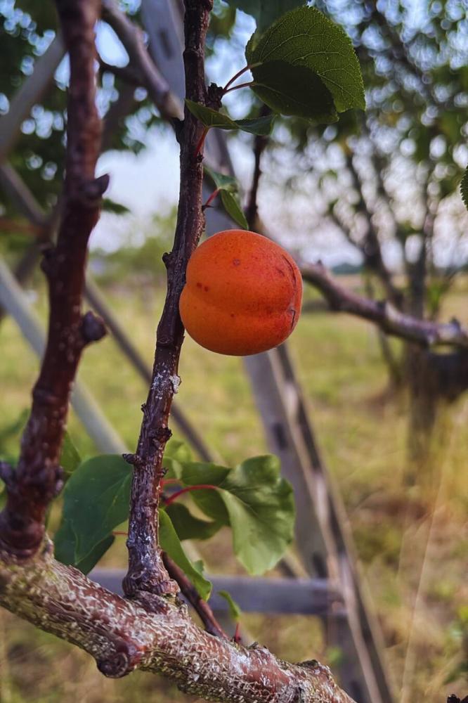 Abricotier Bergeron - Espaliers - Premium