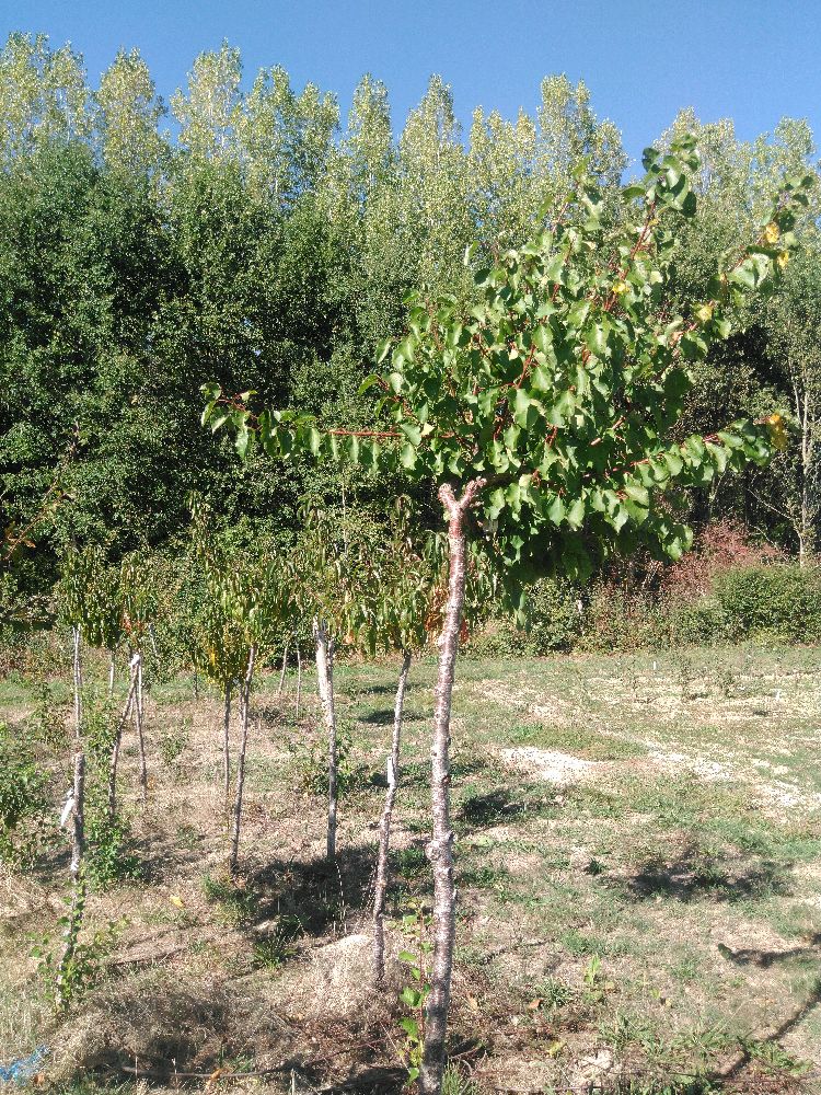 Abricotier - Pêche de Nancy - Tige Haute - Force 1 - Tête déséquilibrée