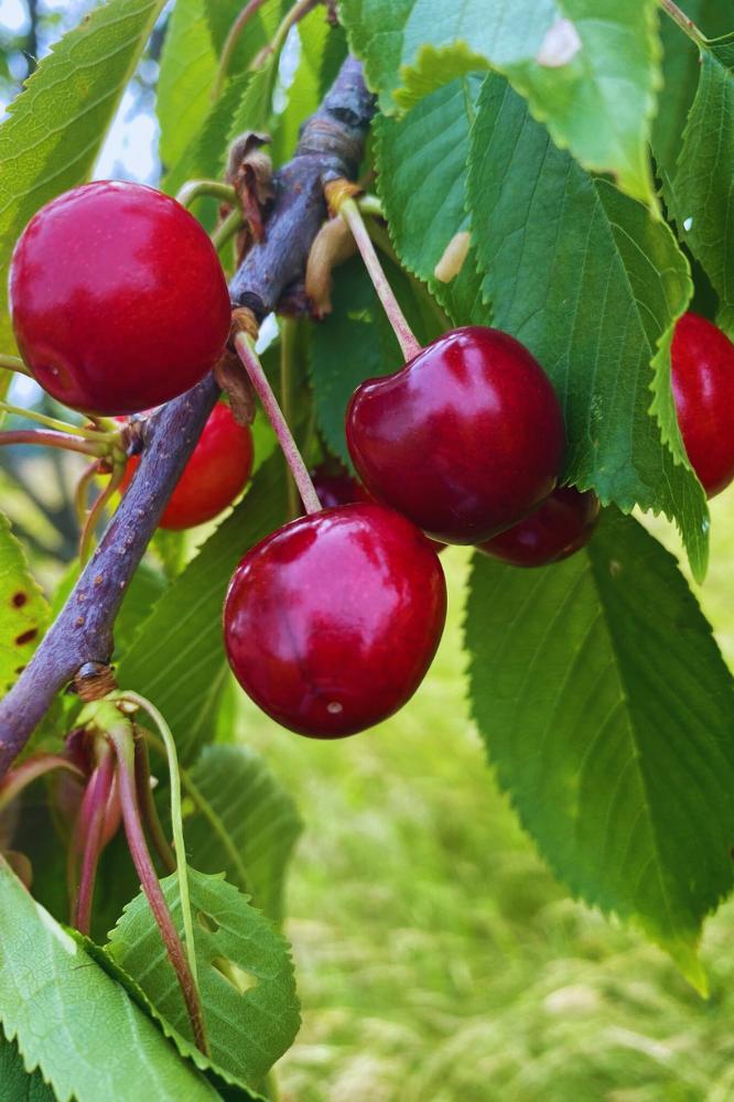 Bigarreau Géant d'Hedelfingen - Arbres de plein vent - Premium