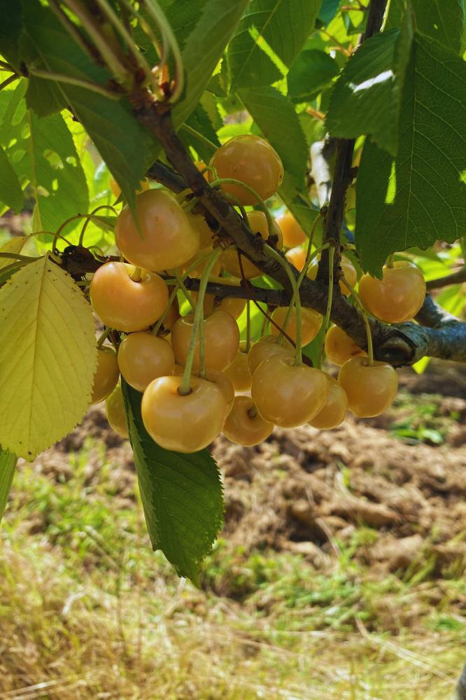 Bigarreau Jaune de Doenissen - Arbres de plein vent - Premium
