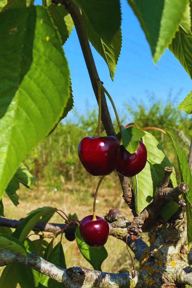 Bigarreau Lapin's - Arbres de plein vent - Premium