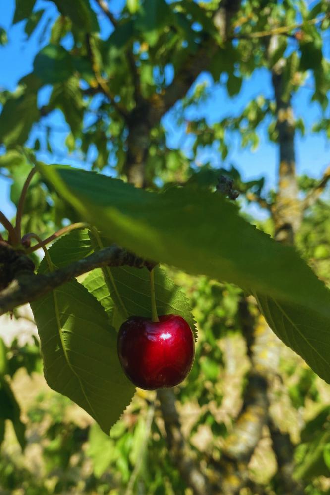 Bigarreau Tardif de Vignola - Arbres de plein vent - Premium